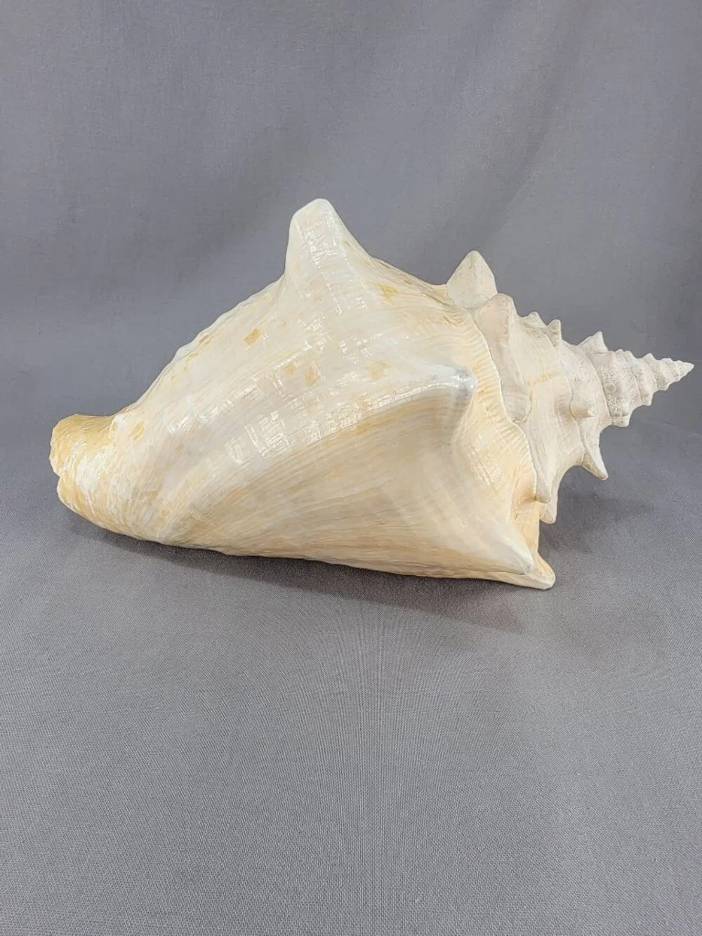 Vtg Natural Conch Seashell Shell Beach Nautical Home Decor Weathered Distressed